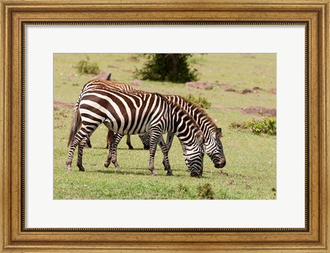 Framed Zebra grazing, Maasai Mara, Kenya Print