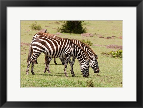 Framed Zebra grazing, Maasai Mara, Kenya Print