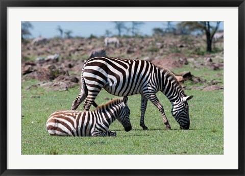 Framed Common Zebra, Maasai Mara, Kenya Print