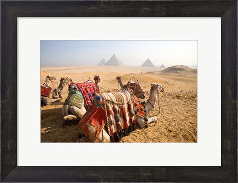 Framed Egypt, Cairo, Camels, desert sands of Giza Pyramids Print