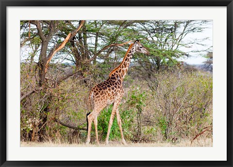 Framed Giraffe, Maasai Mara National Reserve, Kenya Print