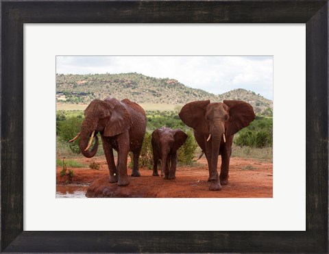 Framed Elephants and baby, Tsavo East NP, Kenya. Print