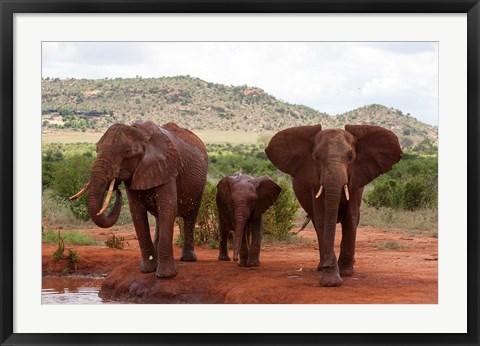 Framed Elephants and baby, Tsavo East NP, Kenya. Print