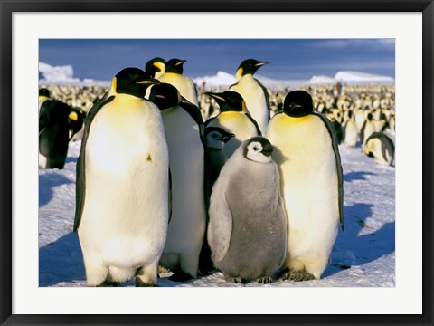 Framed Emperor Penguins, Atka Bay, Weddell Sea, Antarctic Peninsula, Antarctica Print