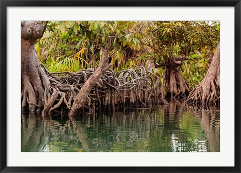 Framed Africa, Liberia, Monrovia. View of mangroves on the Du River. Print