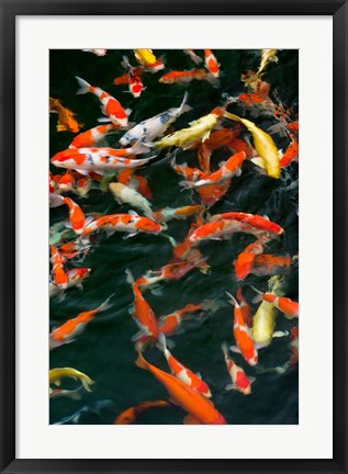 Framed China, Hong Kong, Kowloon, Koi carp in Nan Lian Garden Print