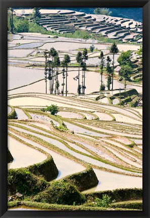 Framed Flooded Ai Cun Rice Terraces, Yuanyang County, Yunnan Province, China Print