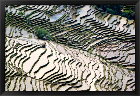 Framed Flooded Bada Rice Terraces, Yuanyang County, Yunnan Province, China Print