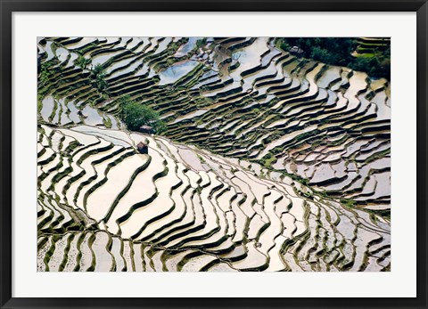 Framed Flooded Bada Rice Terraces, Yuanyang County, Yunnan Province, China Print