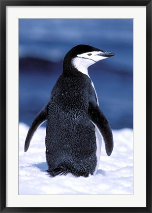 Framed Chinstrap Penguin, Weddell Sea, Antarctic Peninsula, Antarctica Print