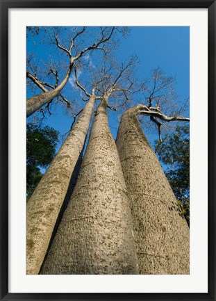 Framed Baobab Trees, Ampijoroa-Ankarafantsika NP, MADAGASCAR Print