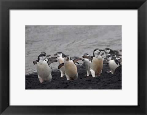 Framed Chinstrap Penguin on the beach, Deception Island, Antarctica Print