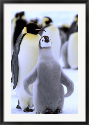 Framed Emperor Penguin with Chick, Atka Bay, Weddell Sea, Antarctic Peninsula, Antarctica Print