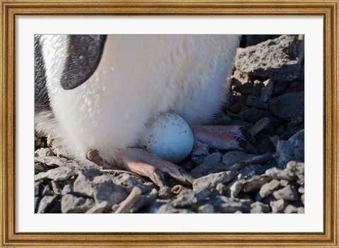 Framed Adelie Penguin nesting egg, Paulet Island, Antarctica Print