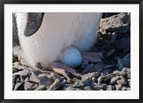 Framed Adelie Penguin nesting egg, Paulet Island, Antarctica Print