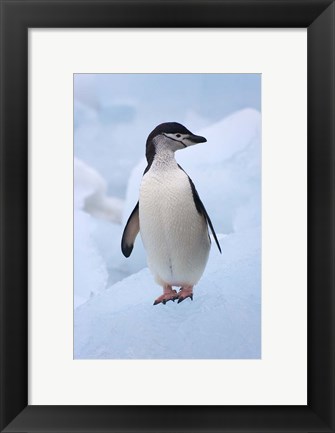 Framed Chinstrap Penguins on ice, South Orkney Islands, Antarctica Print