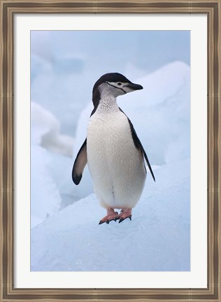 Framed Chinstrap Penguins on ice, South Orkney Islands, Antarctica Print