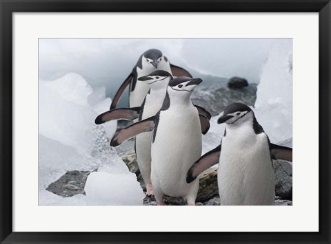 Framed Four Chinstrap Penguins, Antarctica Print