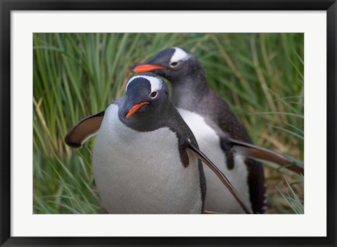 Framed Gentoo Penguin in the grass, Cooper Baby, South Georgia, Antarctica Print