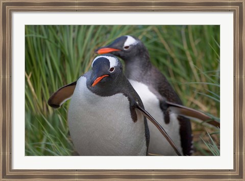 Framed Gentoo Penguin in the grass, Cooper Baby, South Georgia, Antarctica Print