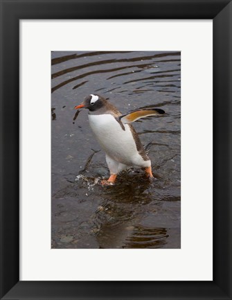 Framed Gentoo Penguin, Hercules Bay, South Georgia, Antarctica Print