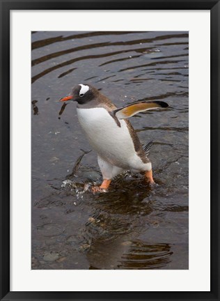 Framed Gentoo Penguin, Hercules Bay, South Georgia, Antarctica Print