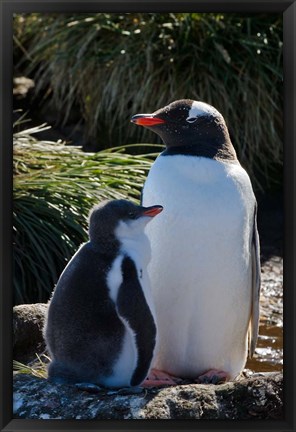 Framed Gentoo Penguin, Prion Island, South Georgia, Antarctica Print