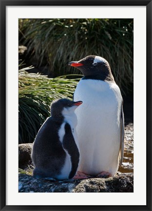 Framed Gentoo Penguin, Prion Island, South Georgia, Antarctica Print