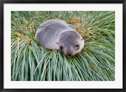 Framed Antarctic Fur Seal, Hercules Bay, South Georgia, Antarctica Print