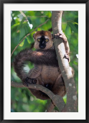 Framed Brown Red-fronted Lemur, Primate, Madagascar Print