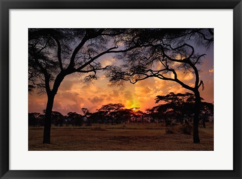 Framed Acacia forest, sunset, Tarangire National Park, Tanzania Print