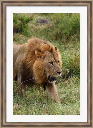 Framed Adult male lion, Lake Nakuru National Park, Kenya Print