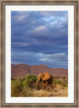 Framed African Elephant, Samburu Game Reserve, Kenya Print