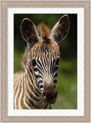 Framed Baby Burchell&#39;s Zebra, Lake Nakuru National Park, Kenya Print