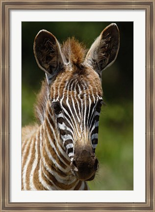 Framed Baby Burchell&#39;s Zebra, Lake Nakuru National Park, Kenya Print