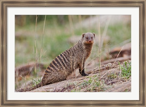 Framed Banded Mongoose wildlife, Maasai Mara, Kenya Print