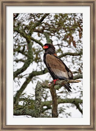 Framed Bateleur, Serengeti National Park, Tanzania Print