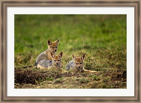 Framed Black-backed Jackal wildlife, Maasai Mara, Kenya Print