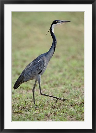 Framed Black-headed Heron, Serengeti National Park, Tanzania Print