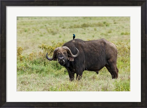 Framed Buffalo and starling wildlife, Lake Nakuru NP, Kenya Print