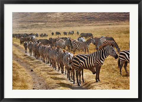 Framed Burchell&#39;s Zebra waiting in line for dust bath, Ngorongoro Crater, Tanzania Print