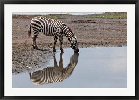 Framed Burchell&#39;s Zebra, Lake Nakuru National Park, Kenya Print