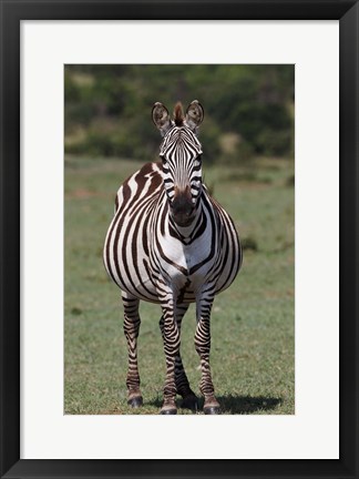 Framed Zebra, Maasai Mara, Kenya Print