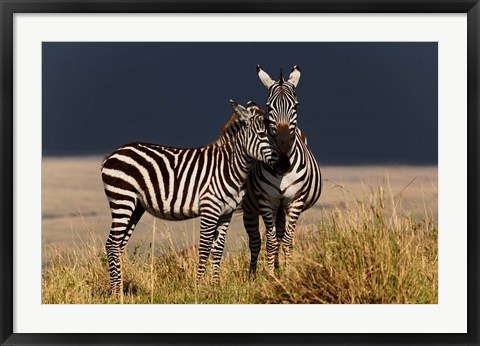 Framed Burchell&#39;s Zebra, Maasai Mara, Kenya Print