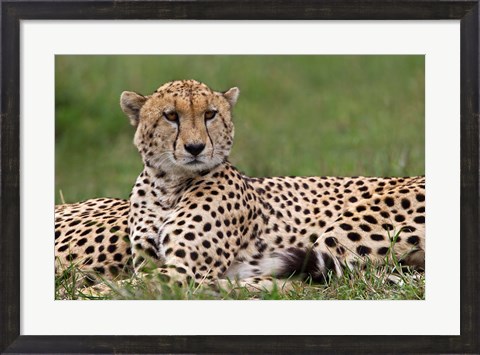 Framed Cheetah resting, Maasai Mara, Kenya Print