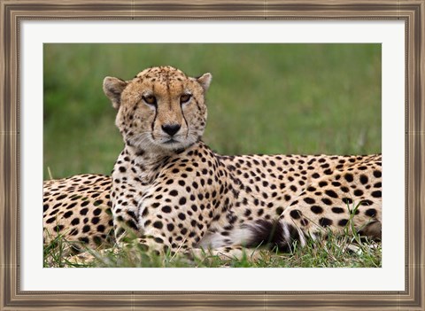 Framed Cheetah resting, Maasai Mara, Kenya Print