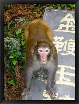 Framed China, Zhangjiajie National Forest, Rhesus Macaque Print