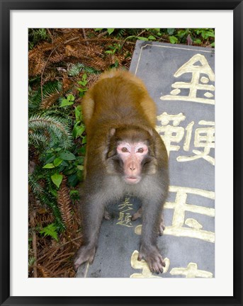 Framed China, Zhangjiajie National Forest, Rhesus Macaque Print