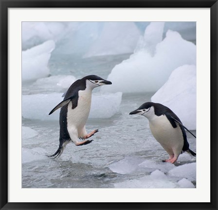 Framed Chinstrap Penguins on ice, Antarctica Print