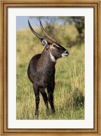 Framed Common Waterbuck wildlife, Maasai Mara, Kenya Print